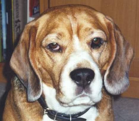 Beagle Basil - Her er Basil billede 1