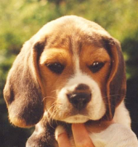 Beagle Basil - Basil - 7 uger billede 2