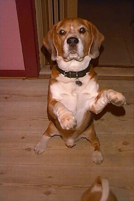 Beagle Basil - Se hvad jeg kan! billede 3