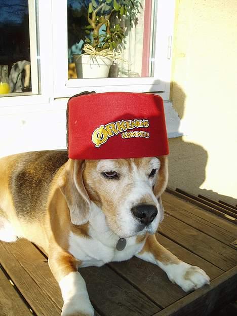 Beagle Basil - Ørkenens Søn billede 4