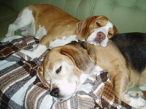 Beagle Basil - Basil sammen med sin bedste ven, Percy. Se også denne billede 5