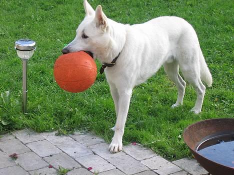 Hvid Schweizisk Hyrdehund Ursus - hva...kommer I så og leger??? billede 17