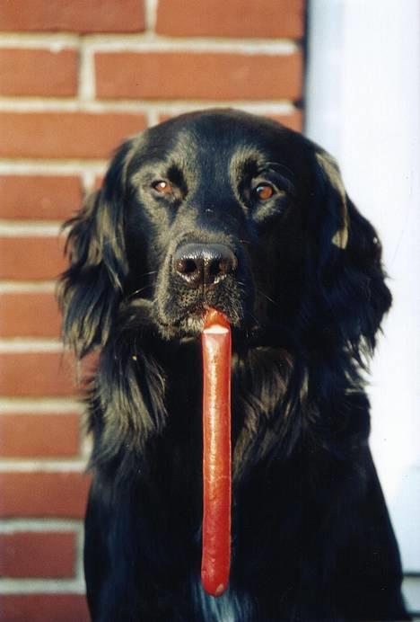 Blanding af racer Smutter - jeg må ikke spise den før der blir sagt værsko men lysten er slem arhhh:D billede 1