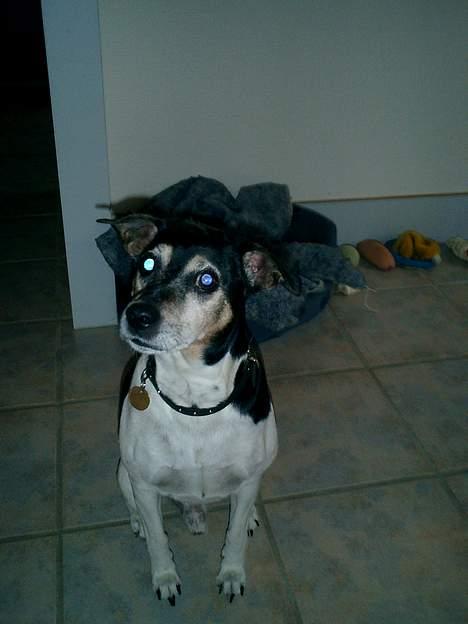 Dansk svensk gaardhund Snubbi R.I.P billede 1