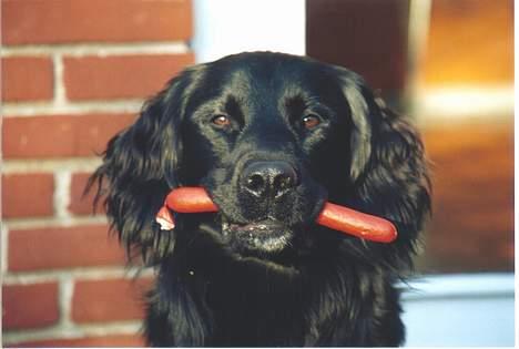Blanding af racer Smutter - nu kan jeg da i det mindste smage den uhm lækkert! billede 2