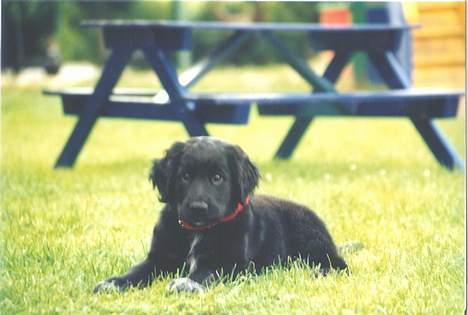 Blanding af racer Smutter - hvor var jeg sød da jeg var hvalp men det har ikke ændret sig spor :P billede 3