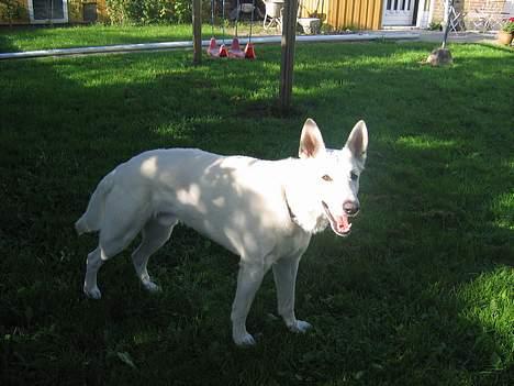 Hvid Schweizisk Hyrdehund Ursus - så nu står jeg rigtigt pænt billede 18