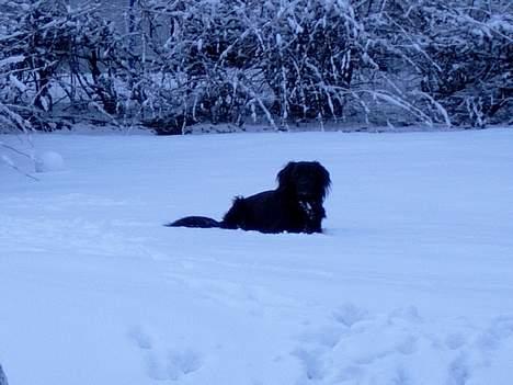Blanding af racer Smutter - her ligger jeg og nyder den kølige luft arrhhh det skønt billede 5