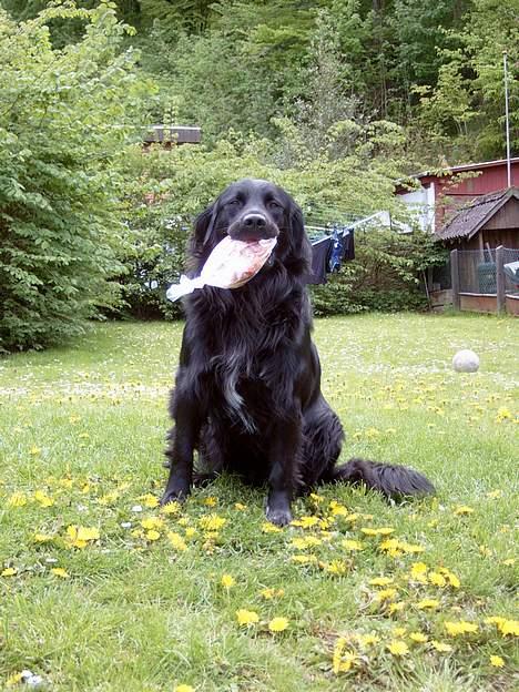 Blanding af racer Smutter - uhmm kød i pose lækkert hvordan for man kødet ud hmm det finder jeg hurtigt ud ad hvis jeg river den i 1000 stykker jahh billede 6