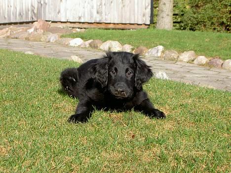 Flat coated retriever Gonzo - Mig da jeg var hvalp. billede 9