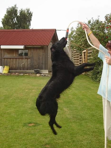 Flat coated retriever Gonzo - nu flyver jeg billede 10