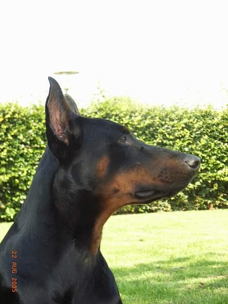 Dobermann Nashville Boy billede 11