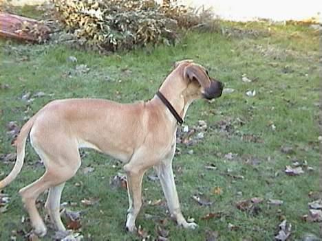 Grand danois Great Dane's Tinka billede 2