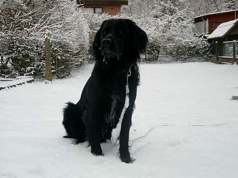 Blanding af racer Smutter - Hvor er jeg smuk det helt vildt!!:P billede 7