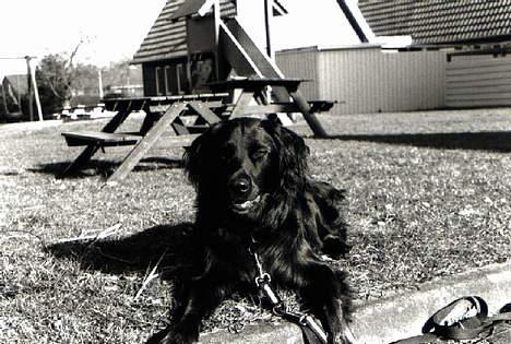 Blanding af racer Smutter - sort hvid gør ingen forskeld lige så køn her ligge rjeg på legepladsen er træt har lige leget med min ejer billede 8