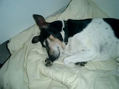 Dansk svensk gaardhund Snubbi R.I.P - Her er han meget syg, vi troede vi skulle midste ham, men heldigvis kom han ovenpå og er i dag helt frisk billede 3