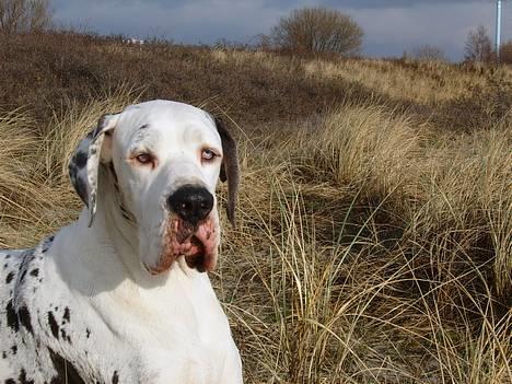 Grand danois Mona himmelhund - Brøndby Strand 6.feb. 2007 =NYT= billede 10