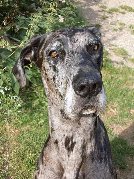 Grand danois Carla himmelhund - er ikke liiige klar over hva der sker.... billede 8