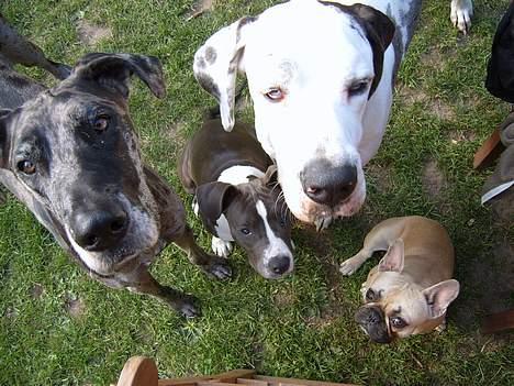 Grand danois Carla himmelhund - me and the GANG !!!!! billede 9