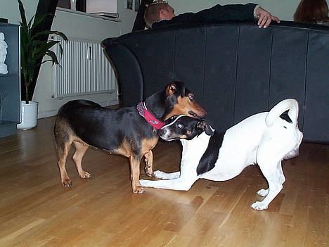 Dansk svensk gaardhund Nicki - Nicki sammen med sin veninde Tanni, desværre er hun i hundehimlen nu :o( billede 18