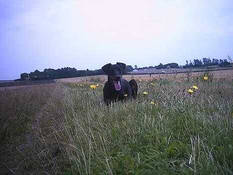 Dobermann Celine (Cille) billede 15