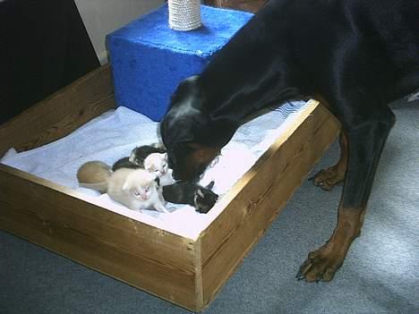 Dobermann Celine (Cille) - Cille skal lige sikre sig at killinger er blevet vasket ordenligt! billede 16