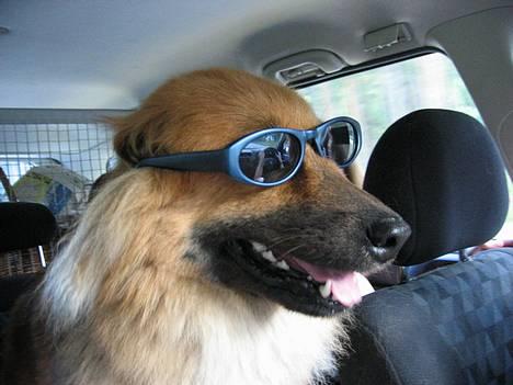 Eurasier Iza - Izas første tur til Norge.. Hun sidder rigtig og gasser sig på bagsædet! billede 1