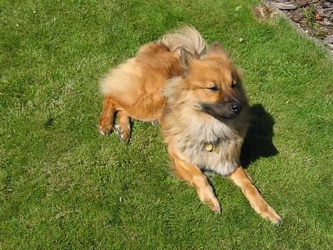 Eurasier Iza - Altid godt at slappe af ude i det grønne græs! billede 2