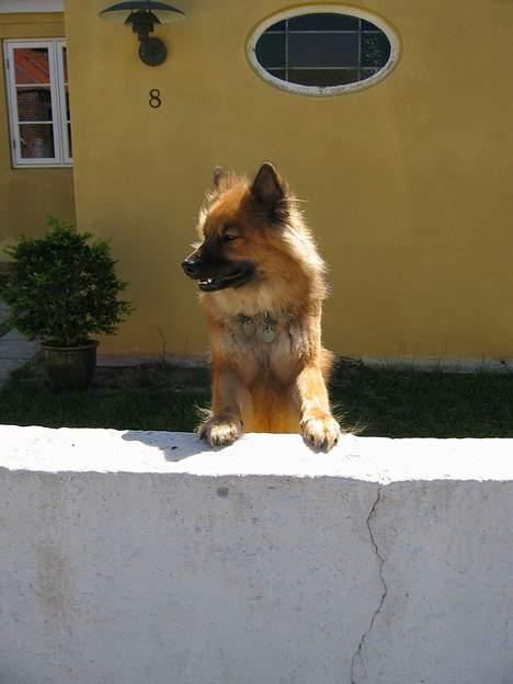 Eurasier Iza - Kom forbi og sig dav til mig!!! billede 3