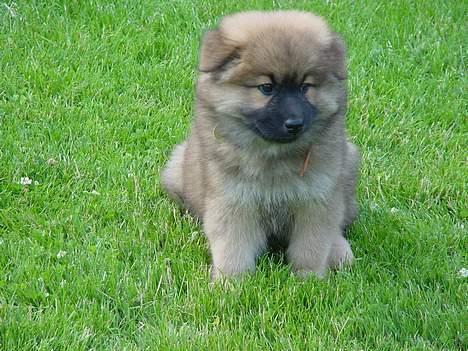 Eurasier Iza - Lille Iza da hun var omkring 10-12 uger.. hun var da sød ikk? billede 4