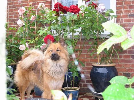 Eurasier Iza - Ja. Det er jo så Iza foran en masse blomster! billede 5