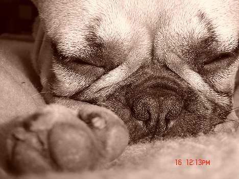 Fransk bulldog Albert (Himmelhund) billede 10