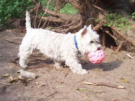 West highland white terrier Frida - heh... JEG fik den!!! billede 16