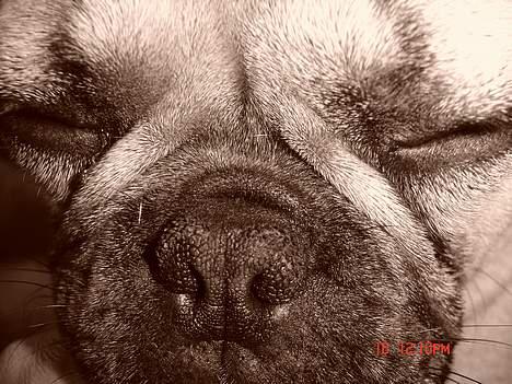 Fransk bulldog Albert (Himmelhund) billede 11