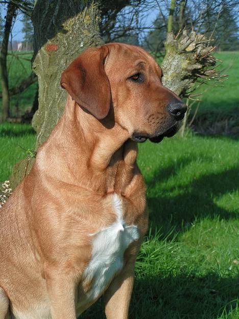 Broholmer Aske billede 17