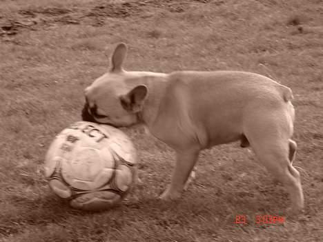 Fransk bulldog Albert (Himmelhund) billede 13