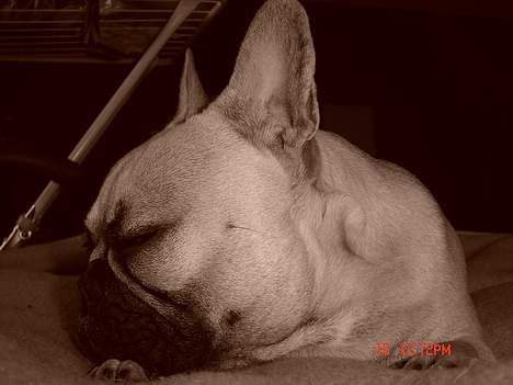 Fransk bulldog Albert (Himmelhund) billede 14