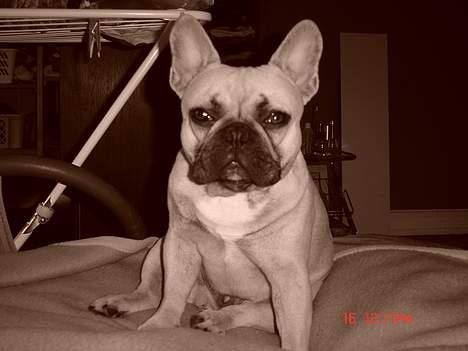 Fransk bulldog Albert (Himmelhund) billede 15