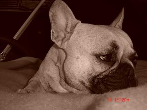 Fransk bulldog Albert (Himmelhund) billede 16