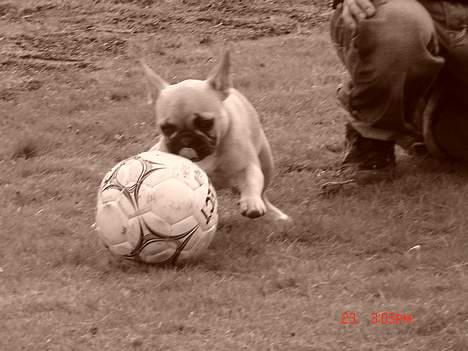 Fransk bulldog Albert (Himmelhund) billede 17