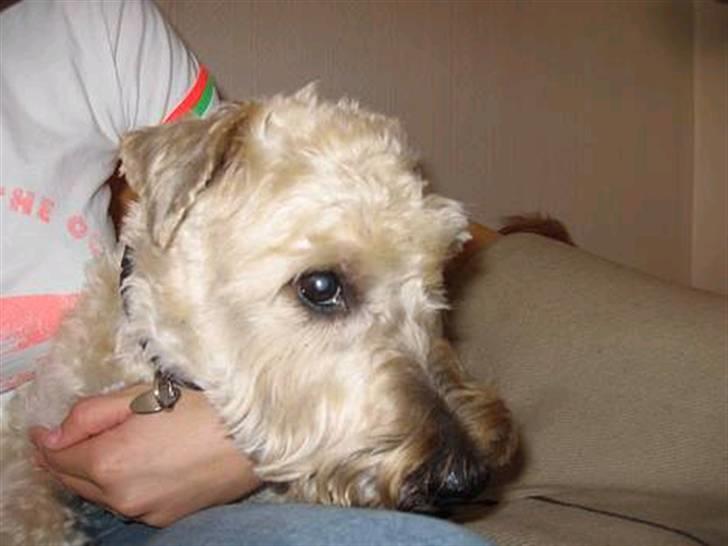 Irish softcoated wheaten terrier Fiddik *DØD* billede 1