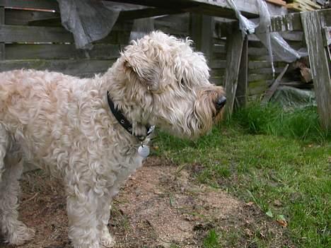 Irish softcoated wheaten terrier Fiddik *DØD* billede 2