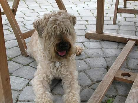 Irish softcoated wheaten terrier Fiddik *DØD* billede 3