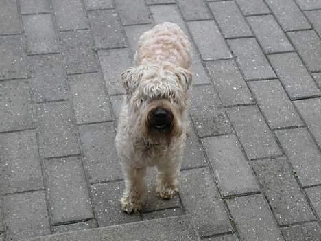 Irish softcoated wheaten terrier Fiddik *DØD* - Jeg tror sørme han kan se mad... billede 4