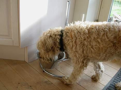 Irish softcoated wheaten terrier Fiddik *DØD* - nam nam billede 5