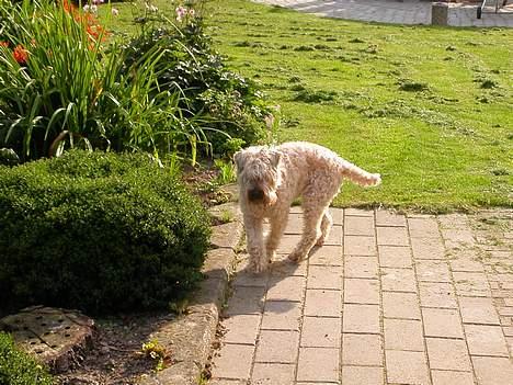 Irish softcoated wheaten terrier Fiddik *DØD* - skønt vejr billede 6
