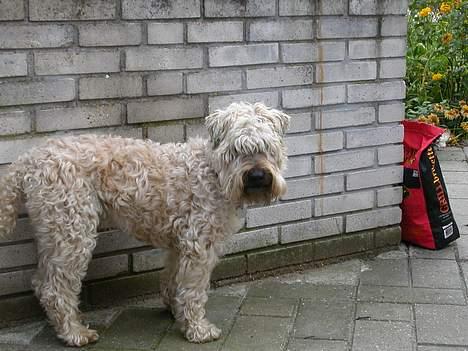 Irish softcoated wheaten terrier Fiddik *DØD* - må jeg godt ligge mig her? billede 7