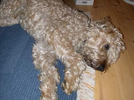 Irish softcoated wheaten terrier Fiddik *DØD* - ZzZzZzZz billede 8