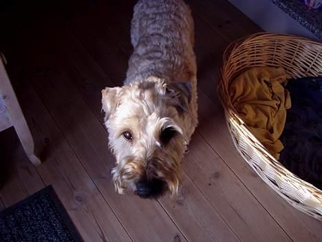 Irish softcoated wheaten terrier Fiddik *DØD* - Her er han da vidst lige blevet klippet...  billede 9