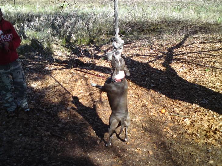 Amerikansk staffordshire terrier Emma - Jeg kan ikke lade sådan en snor hænge, skal lige se om jeg kan få den ned... billede 15